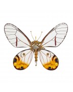 Mechanical Yellow White Crystal Butterfly