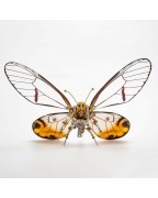 Mechanical Yellow White Crystal Butterfly